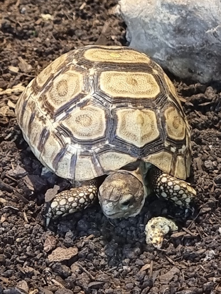 A Cupulatta, parcs animaliers à Ajaccio (photo 3)