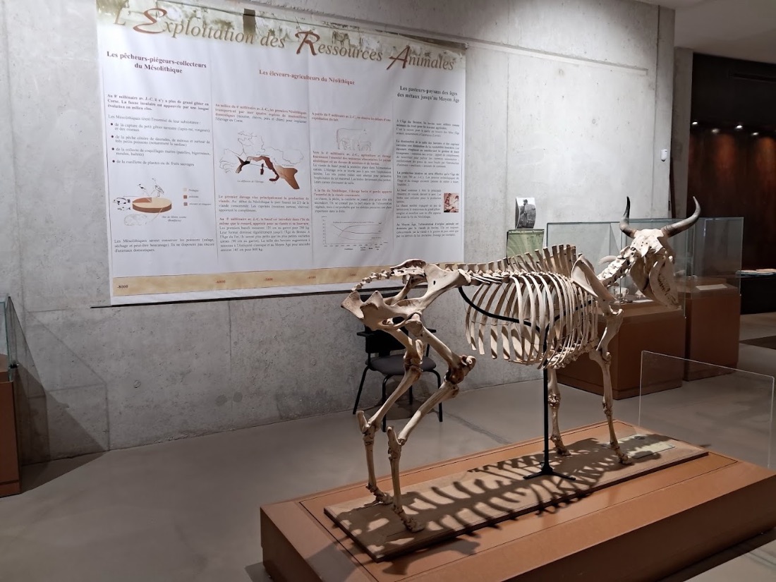 Musée de l'Alta Rocca, musées à Zonza (photo 2)