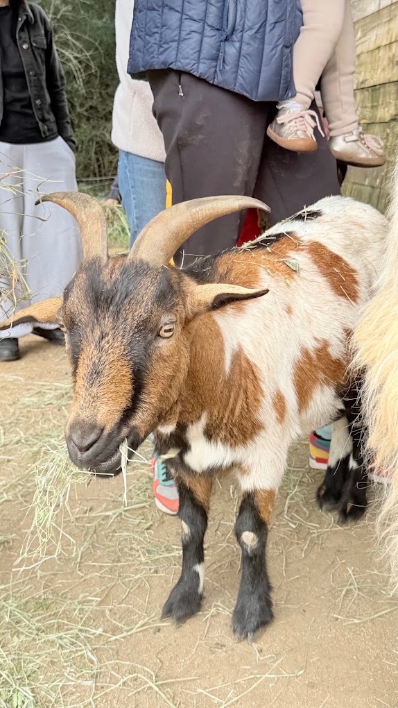 Parc animalier de Bottacina, parcs animaliers à Ajaccio (photo 2)