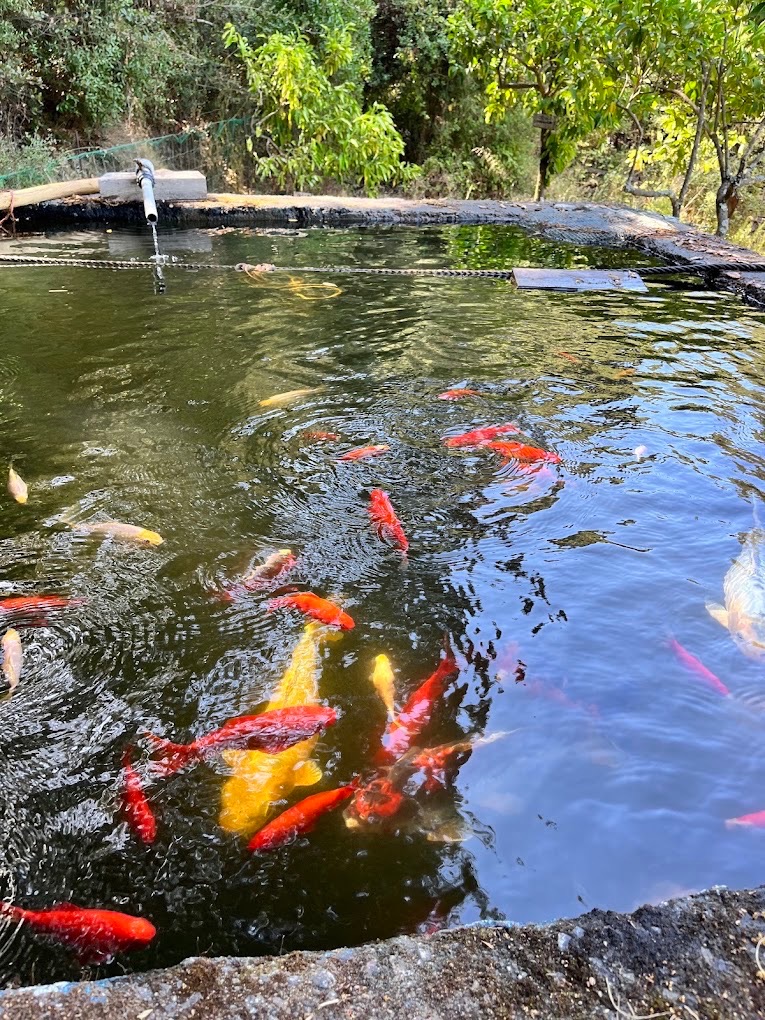 Parc animalier de Bottacina, parcs animaliers à Ajaccio (photo 3)