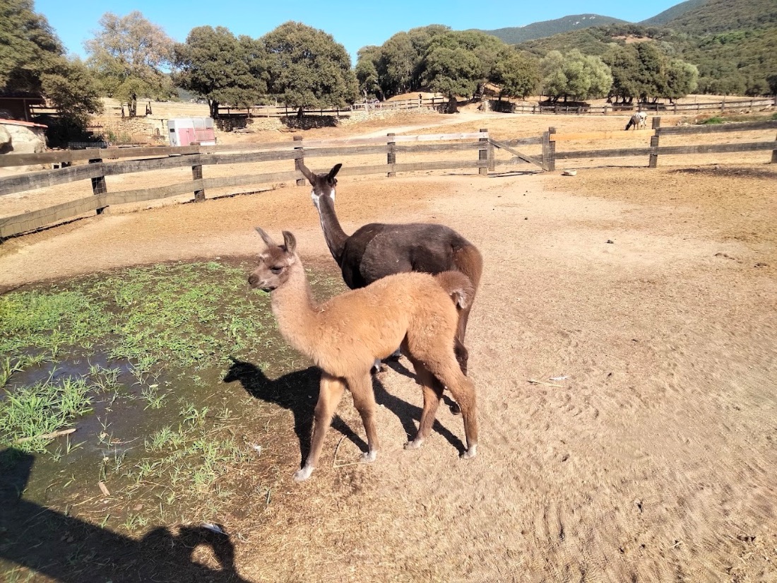 Parc naturel d'Olva, parcs animaliers à Sartène (photo 2)