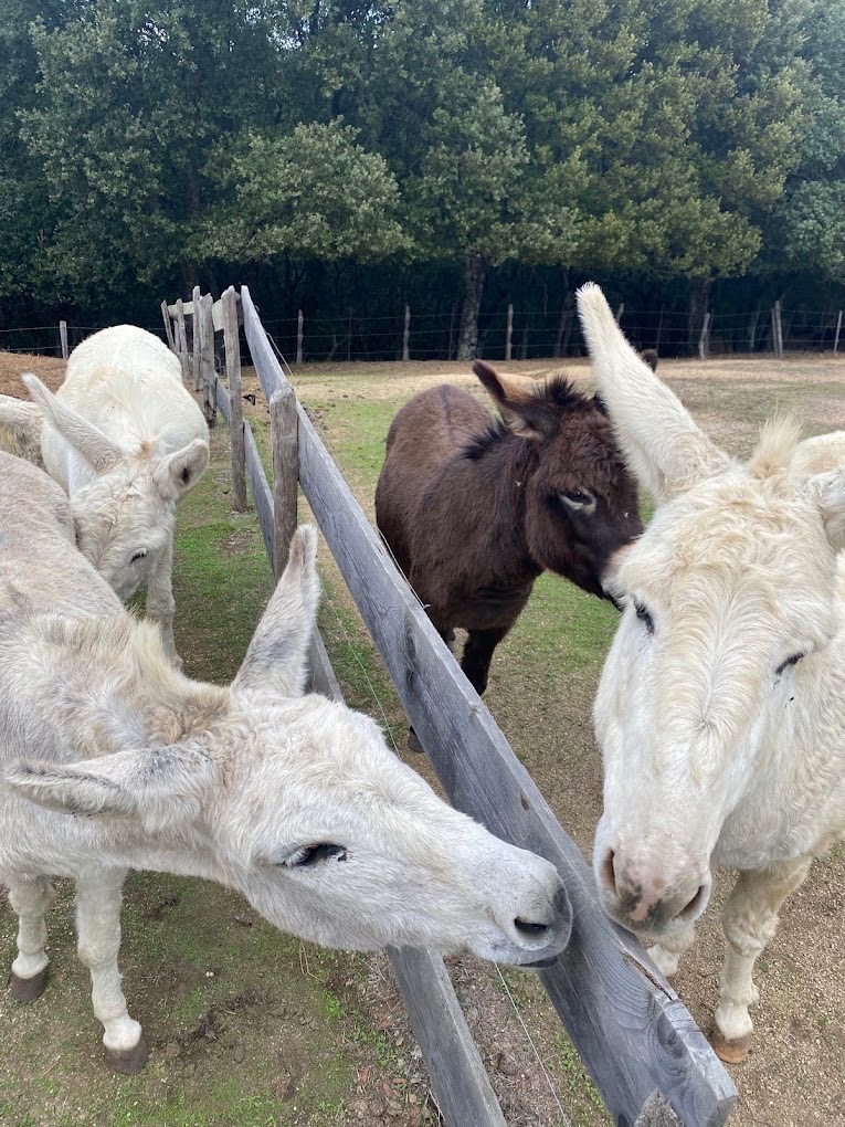 Parc naturel d'Olva, parcs animaliers à Sartène (photo 3)